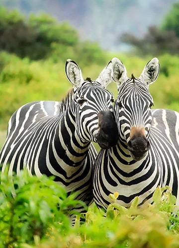 Incredible Tanzania Wildlife Safari